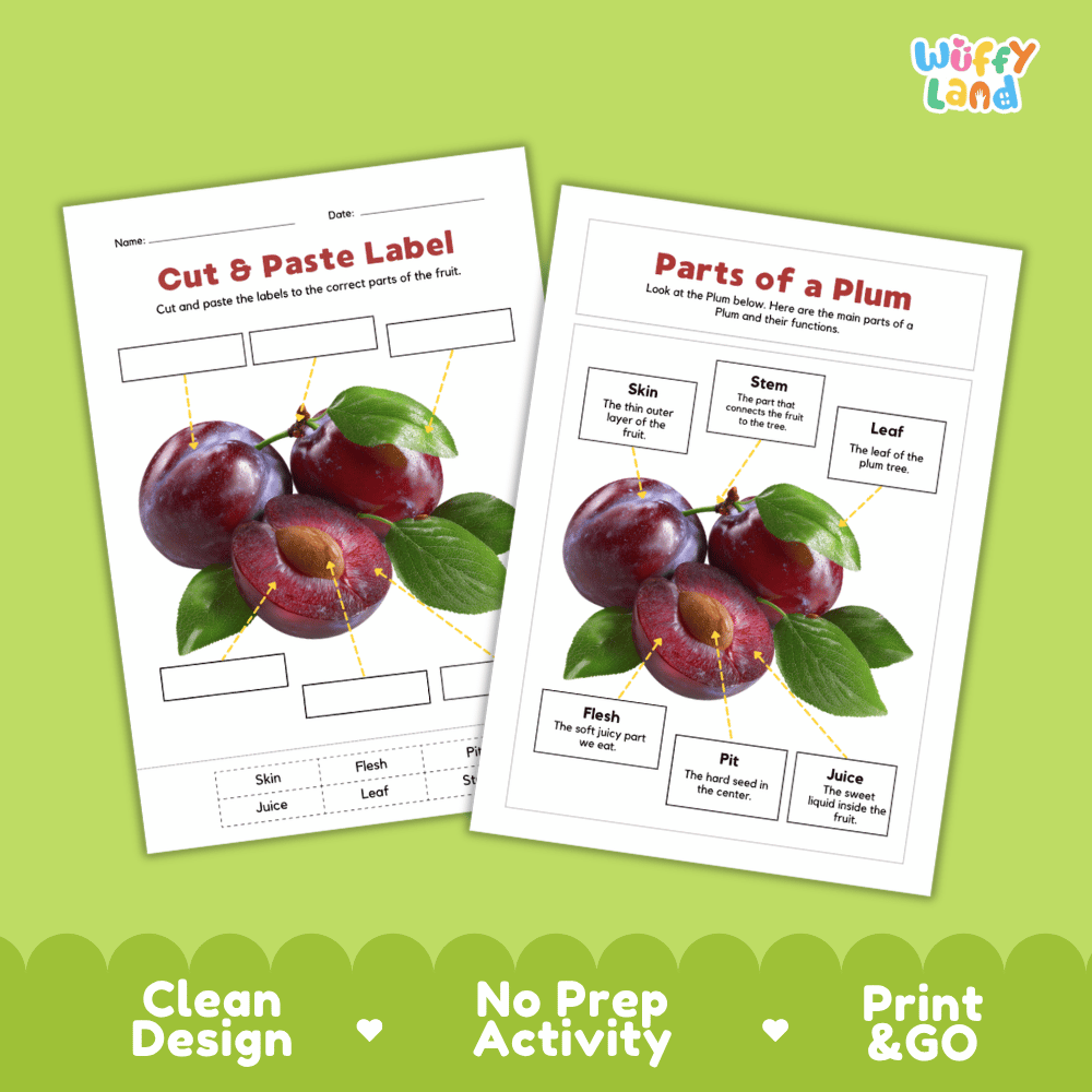 Clean science reference poster displaying a labeled realistic plum showing fruit parts and functions from stem and leaf to flesh, juice, and pit