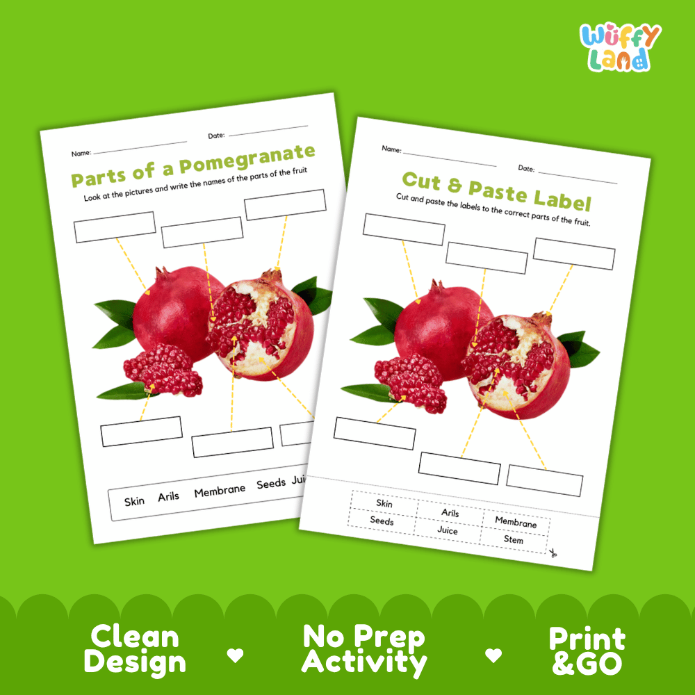 Clean science reference poster displaying a labeled realistic pomegranate showing fruit parts and functions from stem and outer skin to arils and seeds