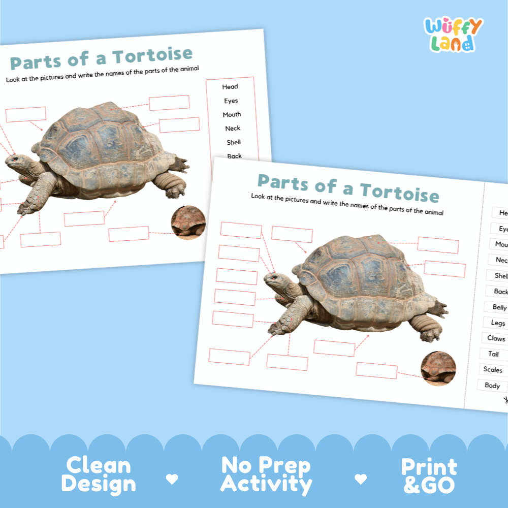 Clean science reference poster displaying a labeled realistic land tortoise showing external body parts from head to scaly legs