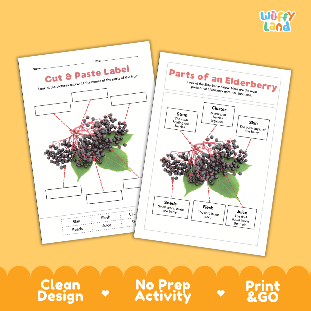 Clean science reference poster displaying a labeled realistic elderberry showing fruit parts and functions from branch stem and cluster to skin, seeds, and juice