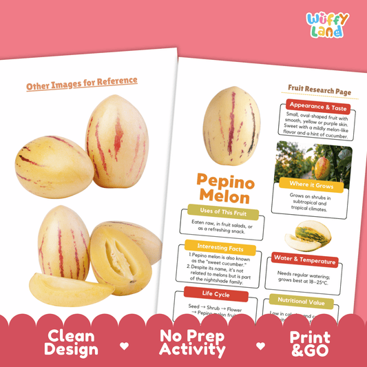 Pepino Melon Fruit Research Activity Worksheet Science Exotic Fruit Nightshade