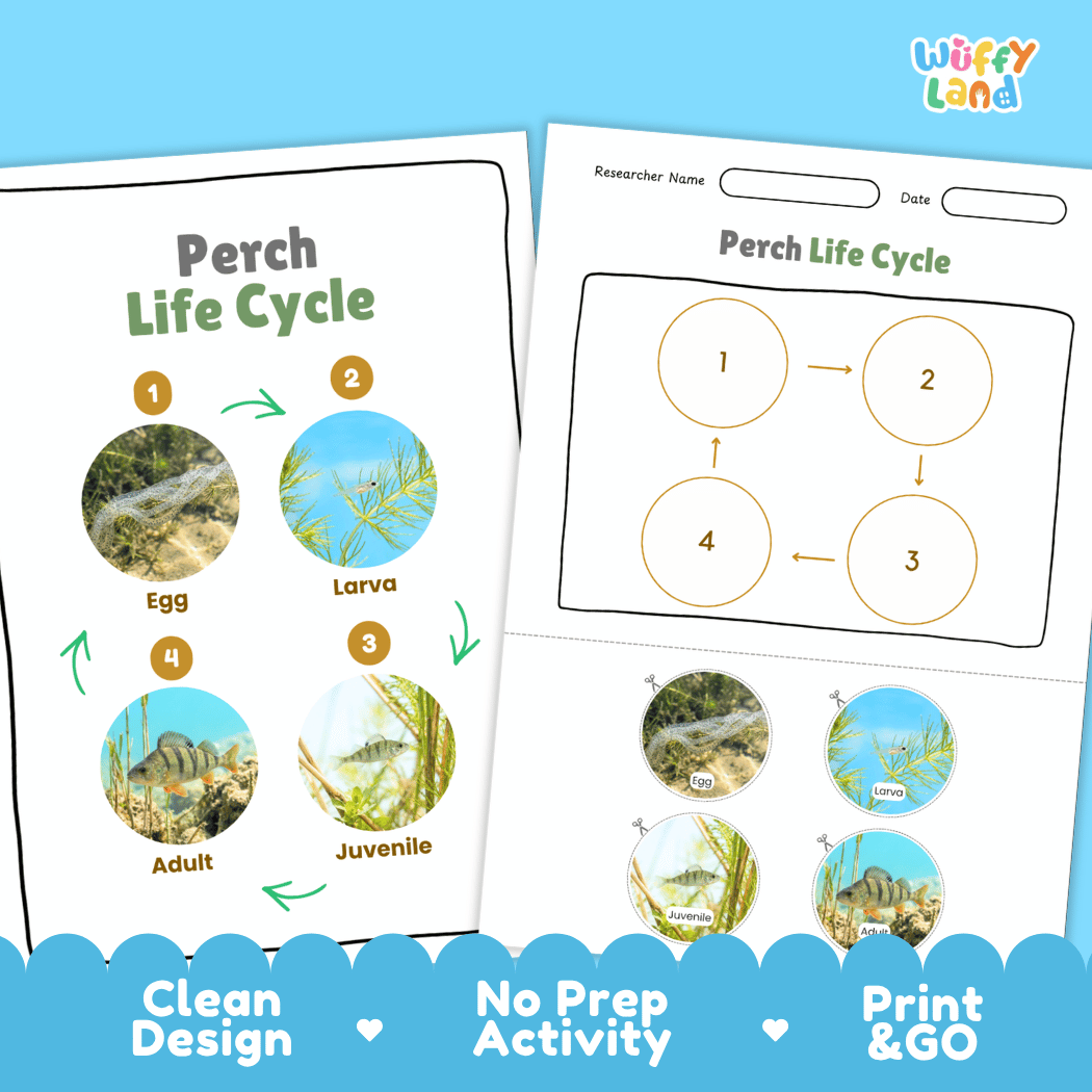 Perch Life Cycle Poster and Cut and Paste Worksheet Activity