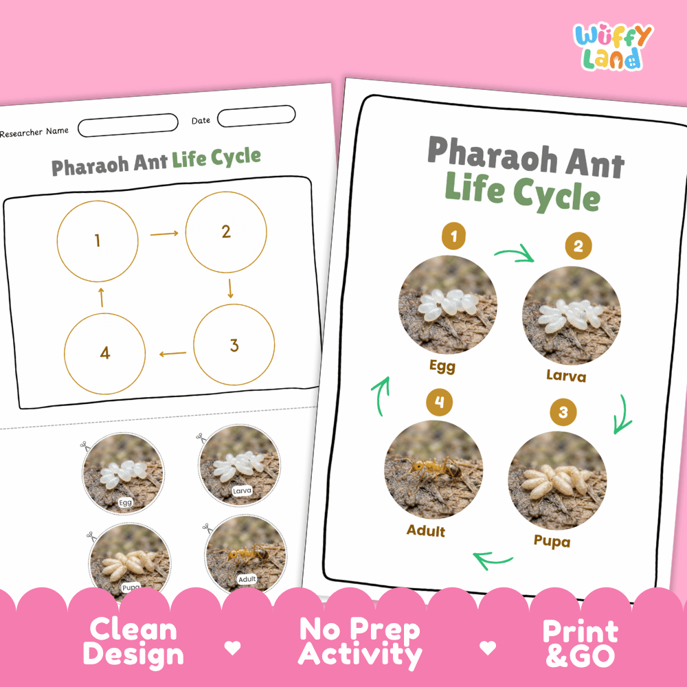 Pharaoh Ant Life Cycle Poster and Cut and Paste Activity Worksheets