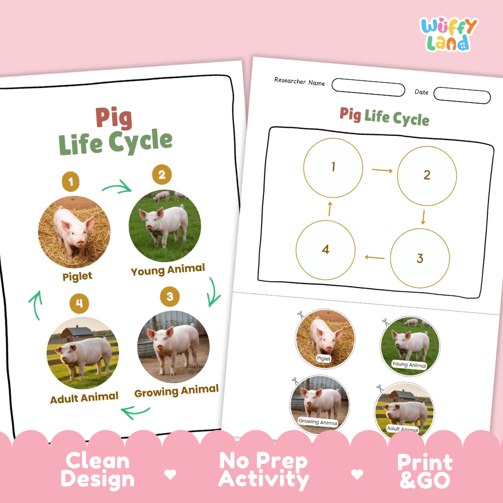 Pig Lifecycle Poster and Cut and Paste Activity Worksheets | Farm Animal Science Printables