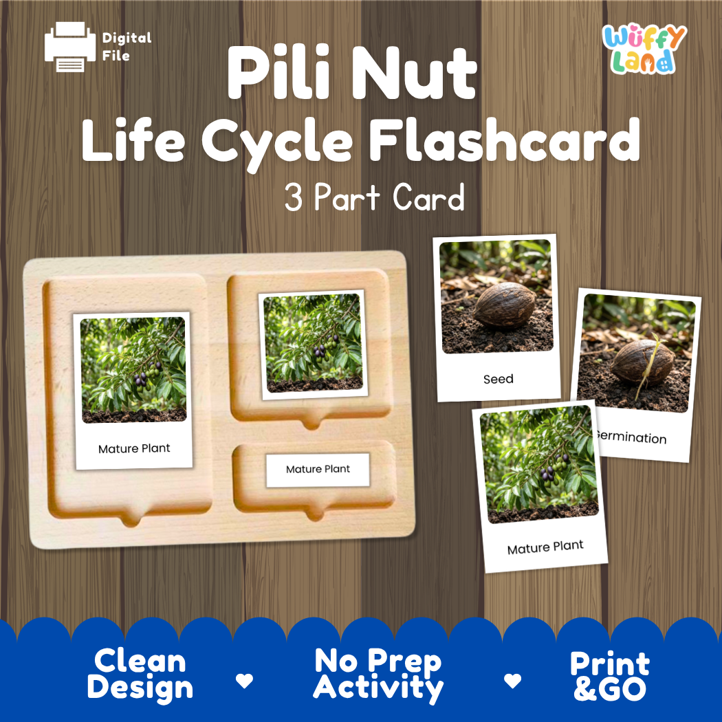 Montessori three-part cards featuring real photographs of pili nut growth stages including mature plant, young plant, and germination 🗂️🏷️