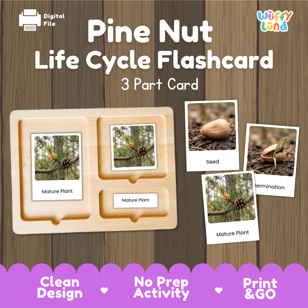 Montessori three-part cards featuring real photographs of pine nut growth stages including mature plant, young plant, and germination 🗂️🏷️