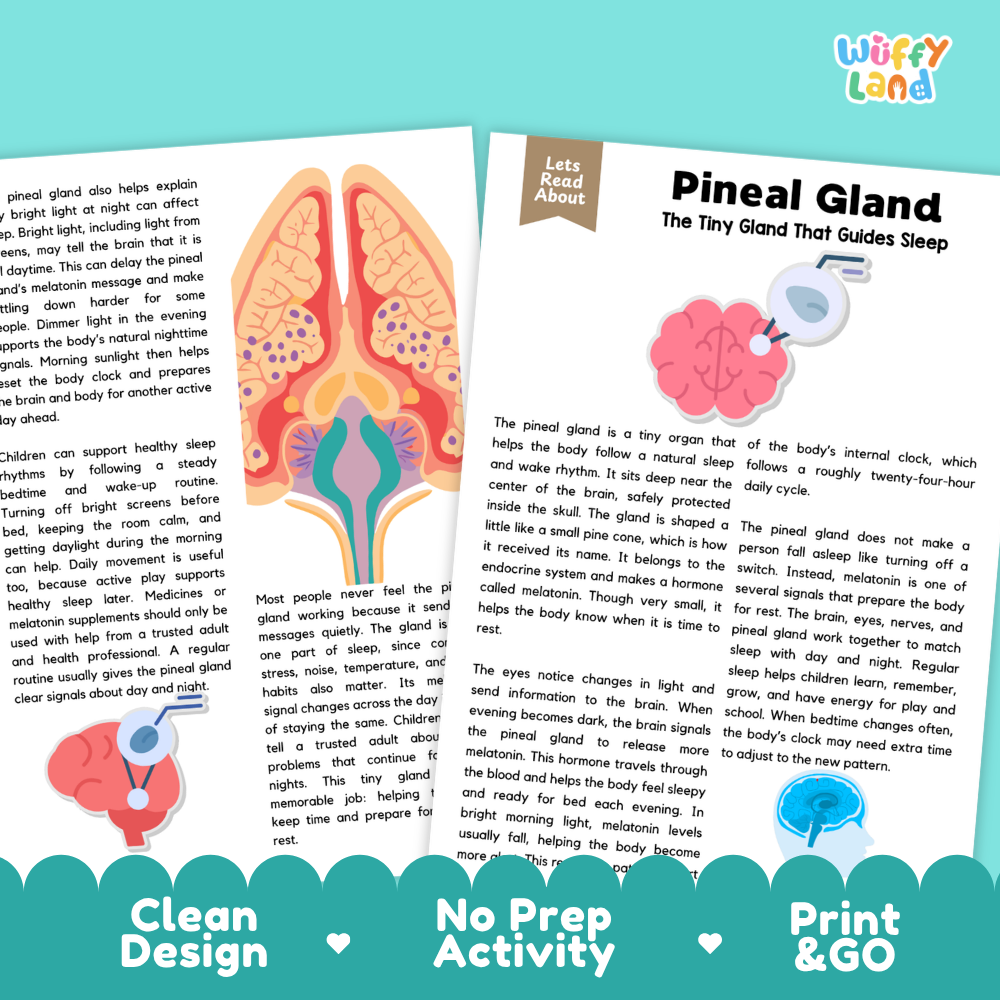 Teacher answer key page showing complete question solutions for Pineal Gland human body reading comprehension practice