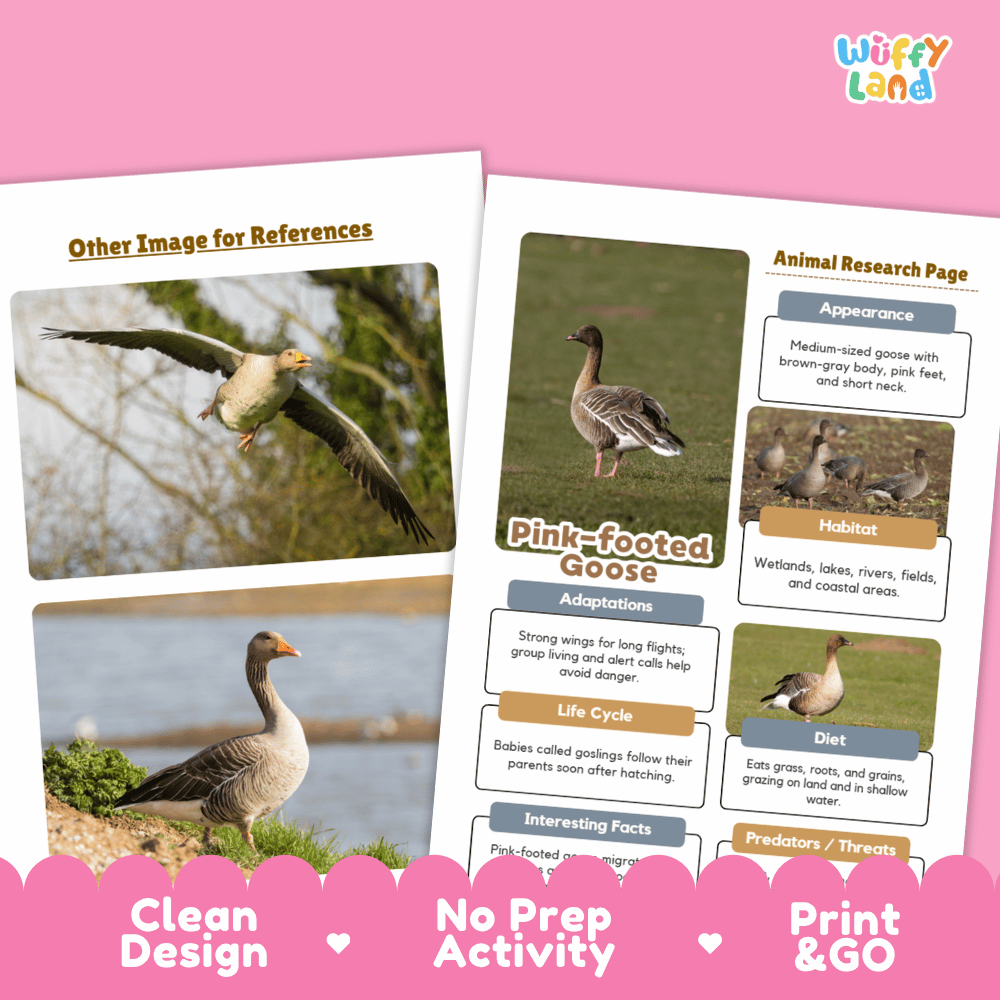 Pink-footed Goose Animal Research Worksheets and Informational Fact Sheets