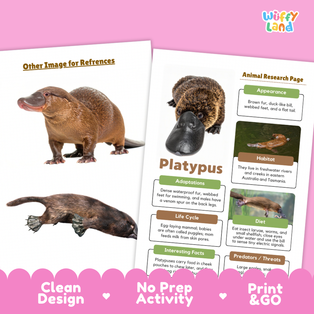 Platypus Animal Research Page Worksheets