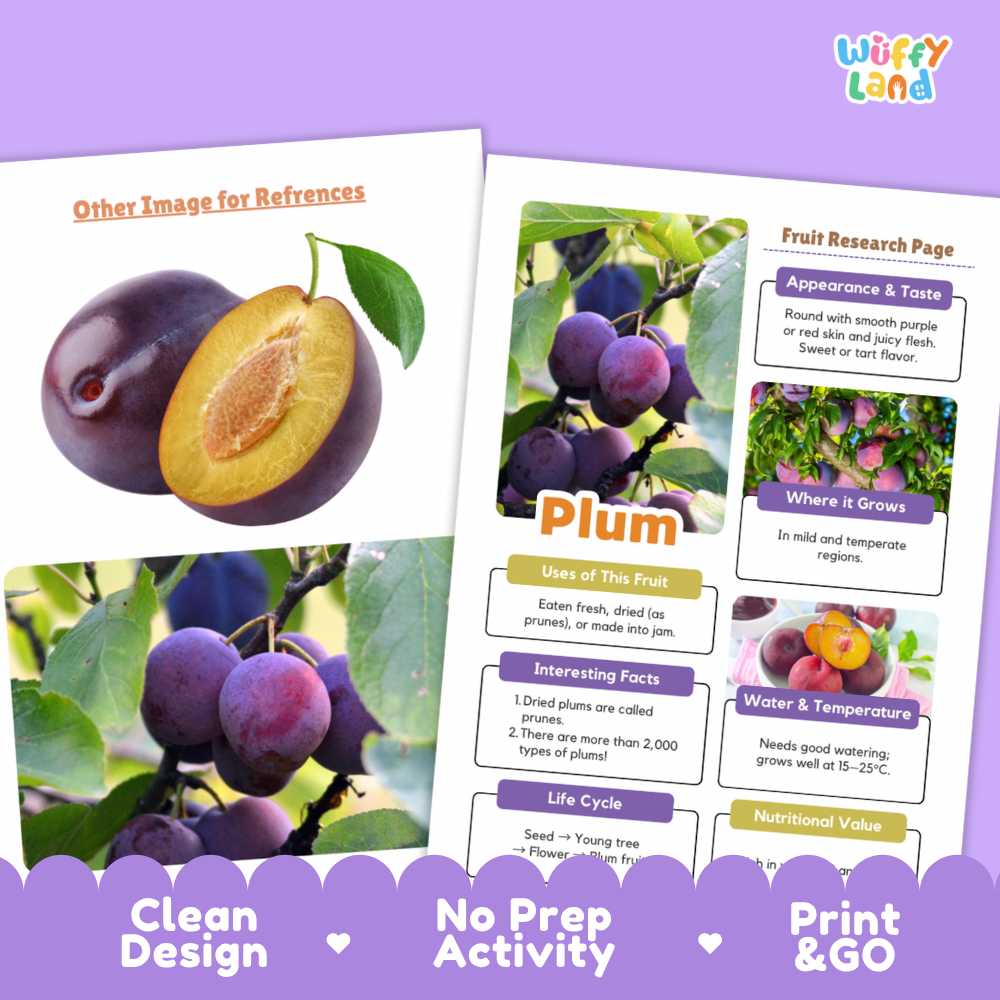 Two educational activity sheets about plums displayed on a purple background. The left sheet shows a large photo of plums, including a whole plum and a sliced plum with a green leaf.