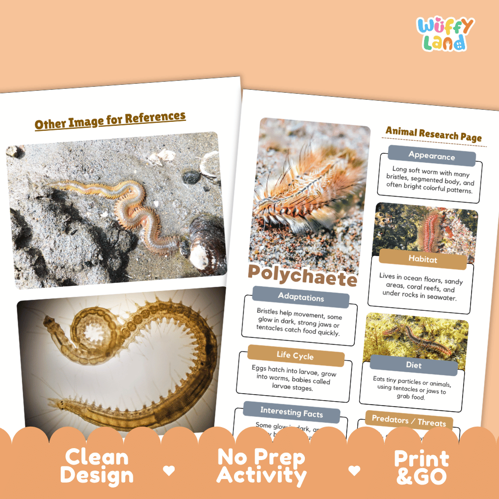 Polychaete Animal Research Page Worksheets and Fact Sheet
