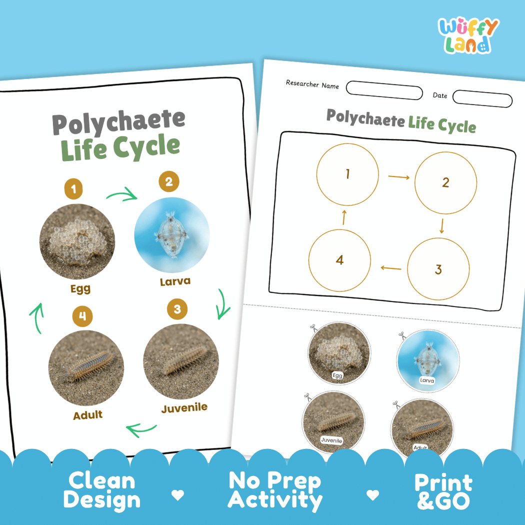 Polychaete Life Cycle Poster and Cut and Paste Activity Worksheet