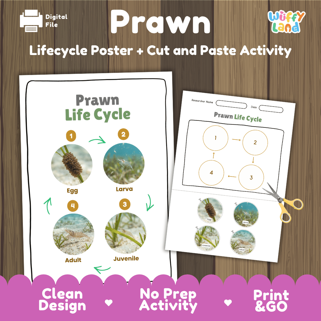 Prawn life cycle sequencing reference chart and cut and paste student worksheet with 4 developmental stages