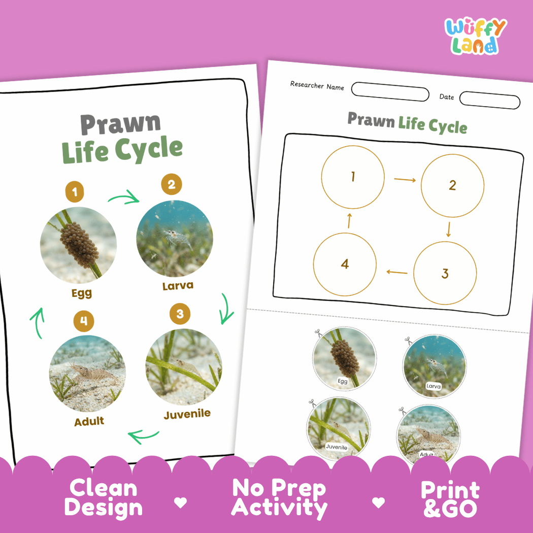 Prawn Life Cycle Poster and Cut and Paste Activity Worksheet