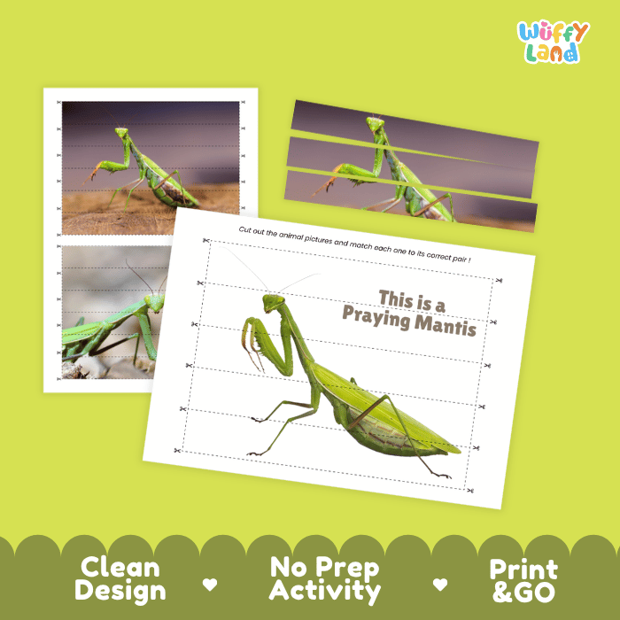 Praying Mantis Cut and Match Activity Printables Worksheets