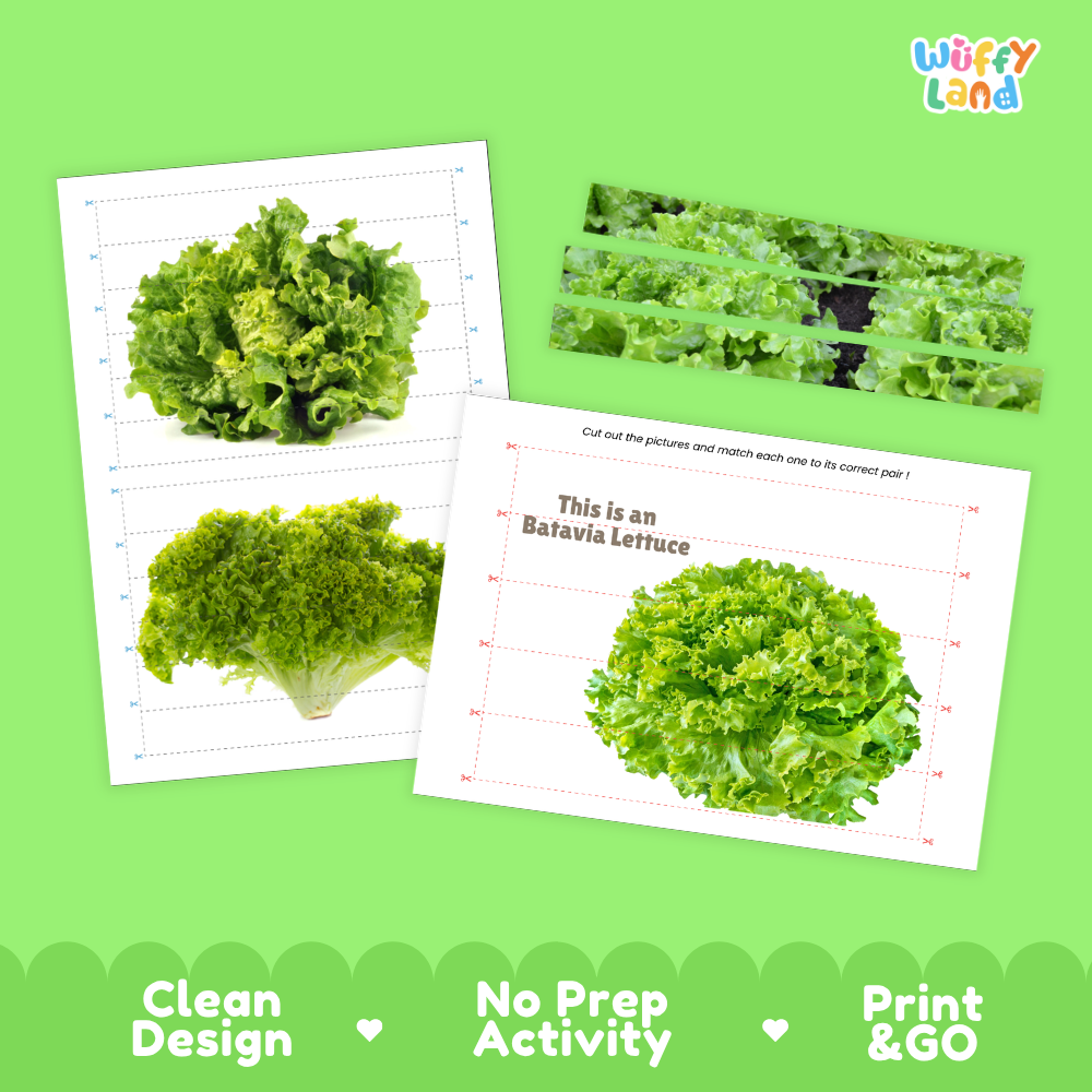 Clean design no prep print and go Batavia lettuce cut and match activity printable PDF pack