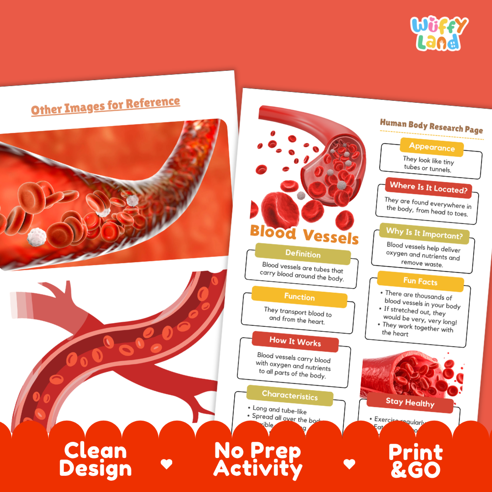 Clean design no prep print and go blood vessels human body research page printable PDF pack