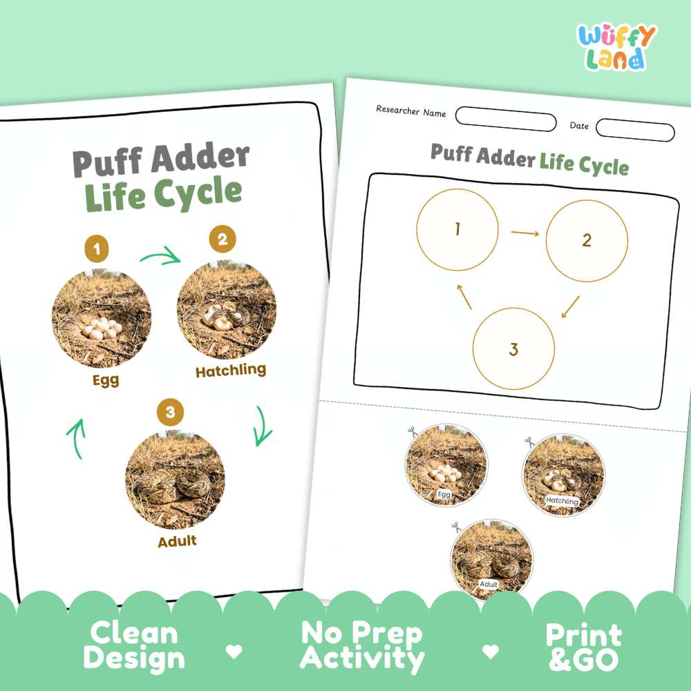 Puff Adder Life Cycle Poster and Cut and Paste Worksheet Activity