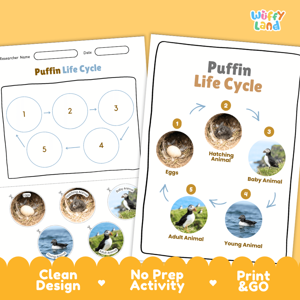 Puffin Life Cycle Poster and Cut and Paste Worksheet Activity