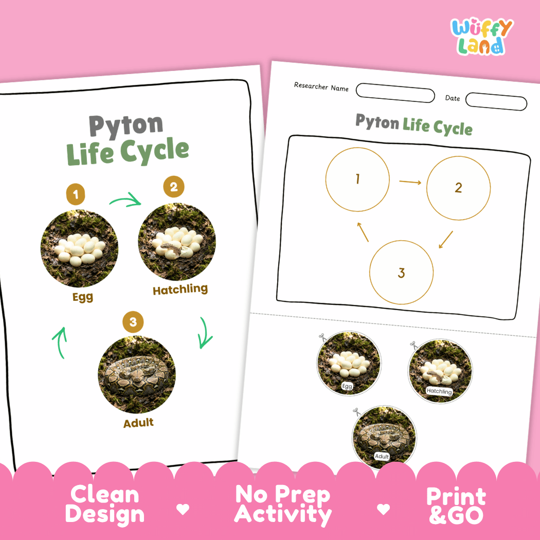Python Life Cycle Poster and Cut and Paste Activity Worksheet