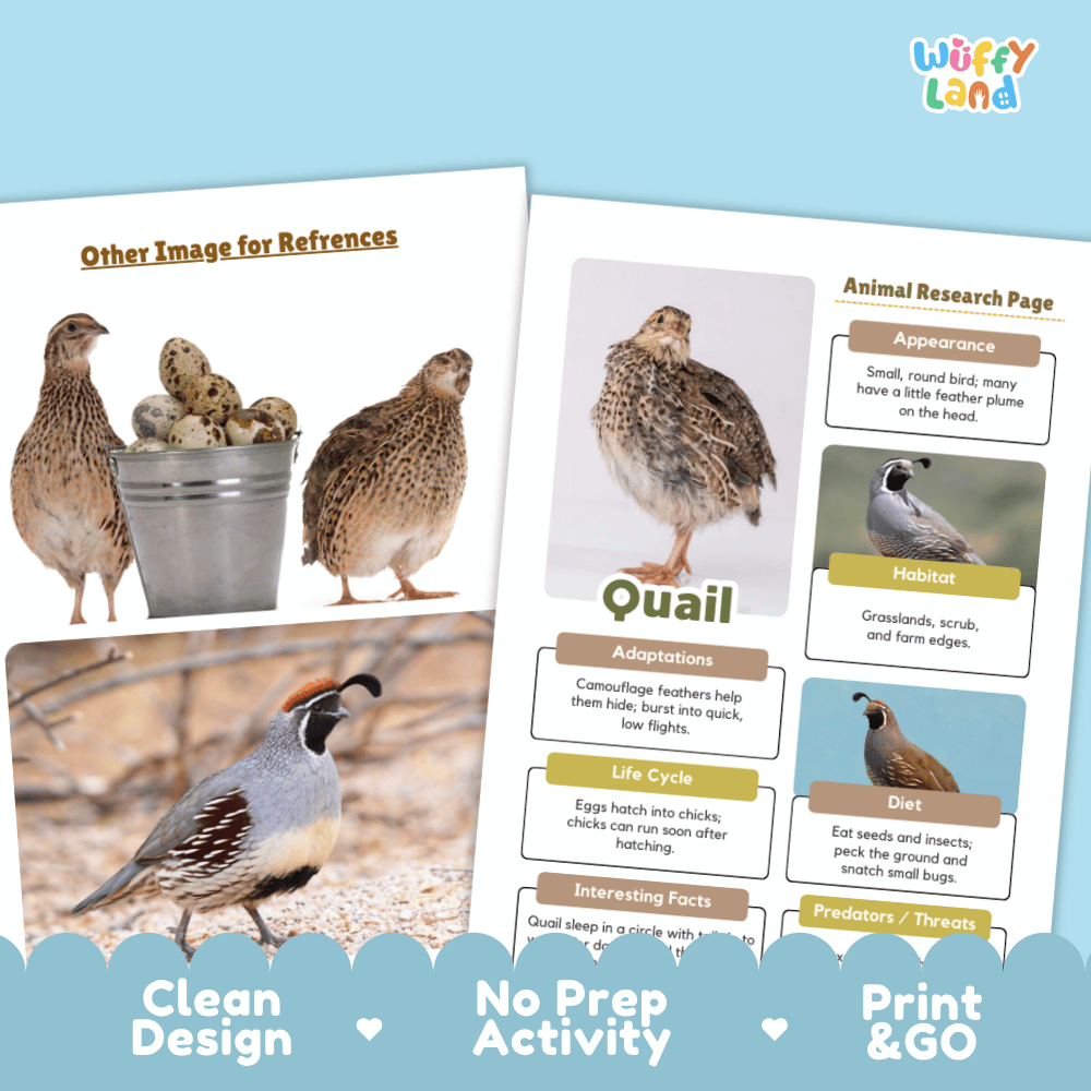 Two printed activity sheets for a quail research project displayed on a light blue background. The left sheet shows reference images of quails and eggs with the text 'Other Image for References' and 'Clean Design.