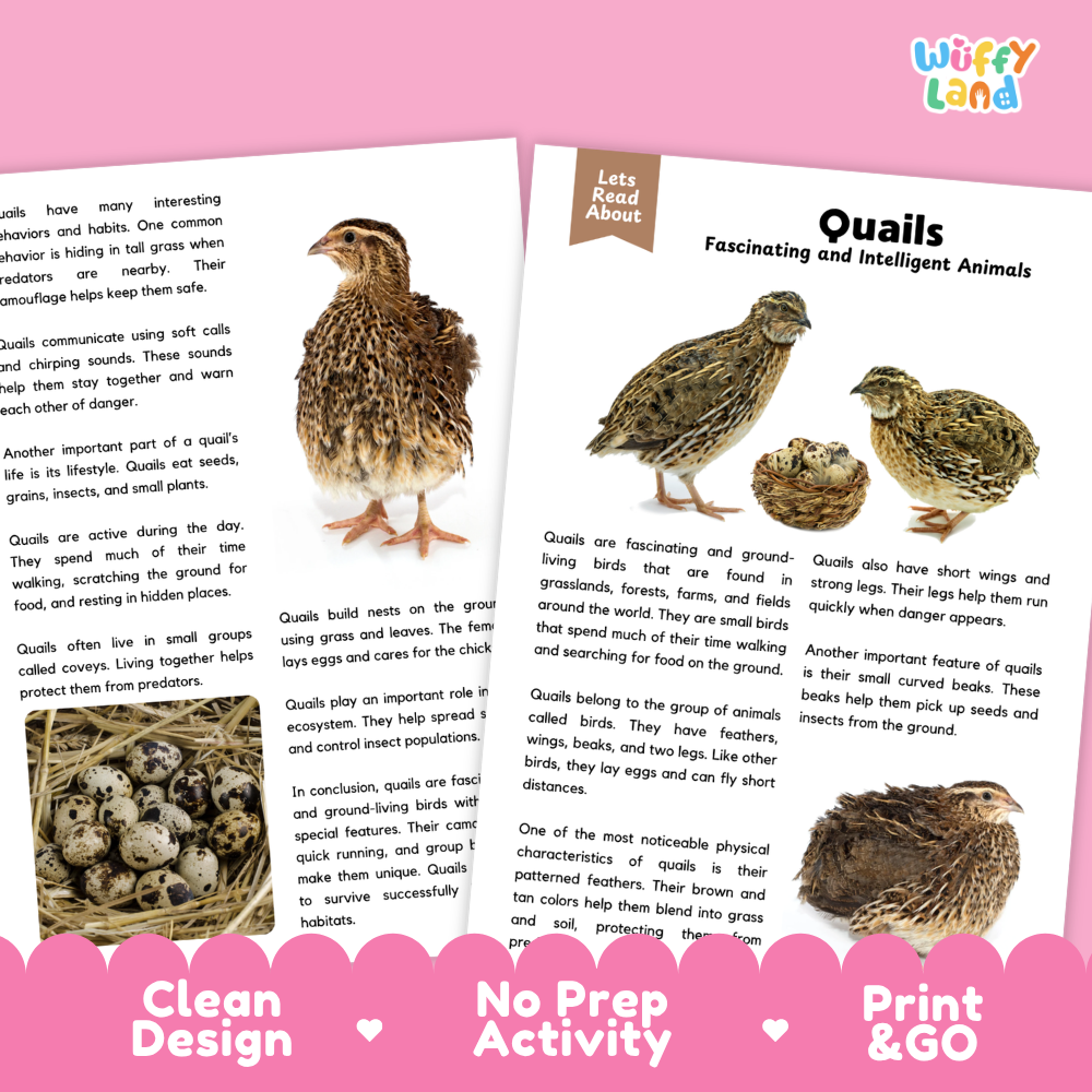 Two printed educational activity sheets about quails, shown on a pink background with the text 'Wiffly Land' at the top and promotional text along the bottom. The sheets contain text blocks, small animal photos, and activity instructions.
