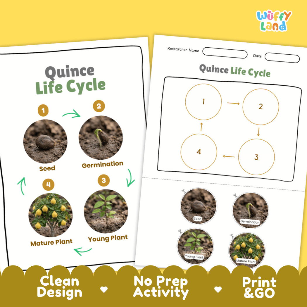 Print and go digital PDF plant science activity featuring clean design layout, researcher name line, and zero prep classroom format