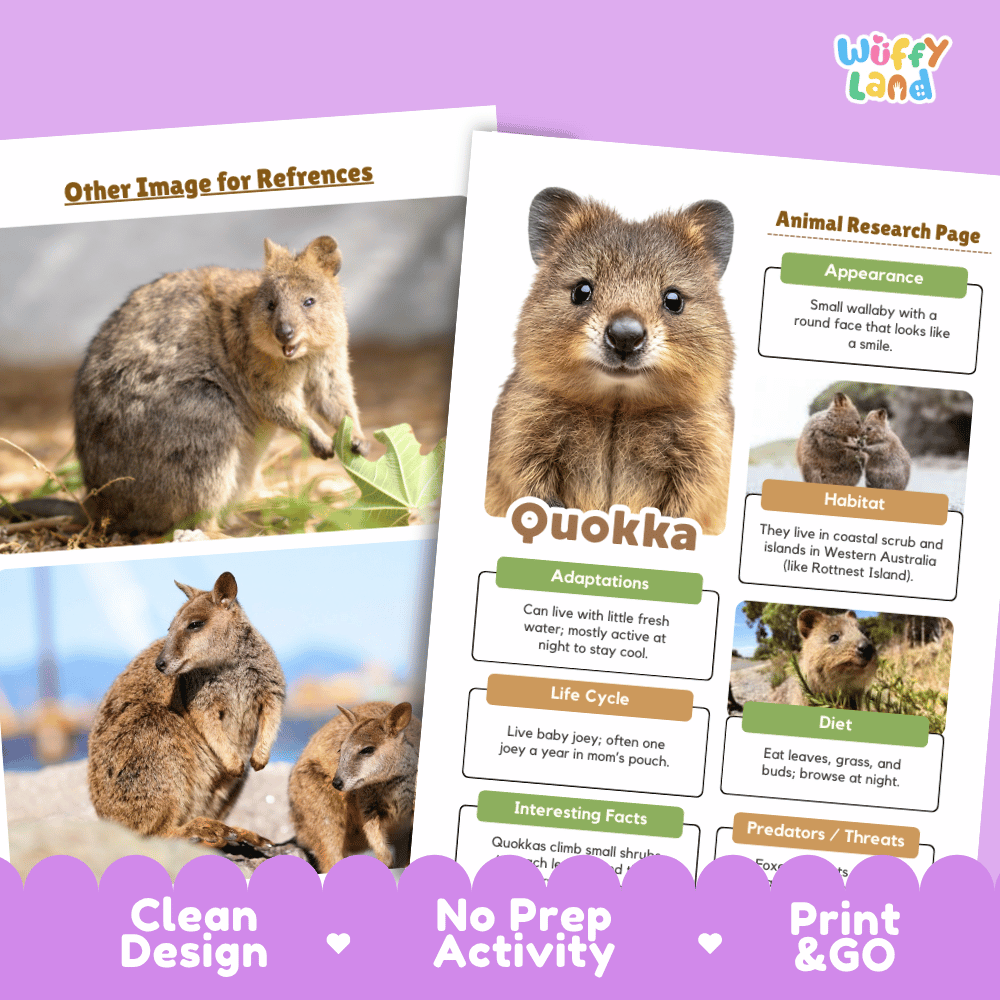 Quokka Animal Research Page Graphic Organizers and Worksheets