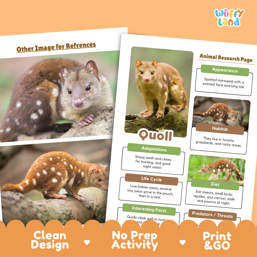 Quoll Animal Research Page Worksheets