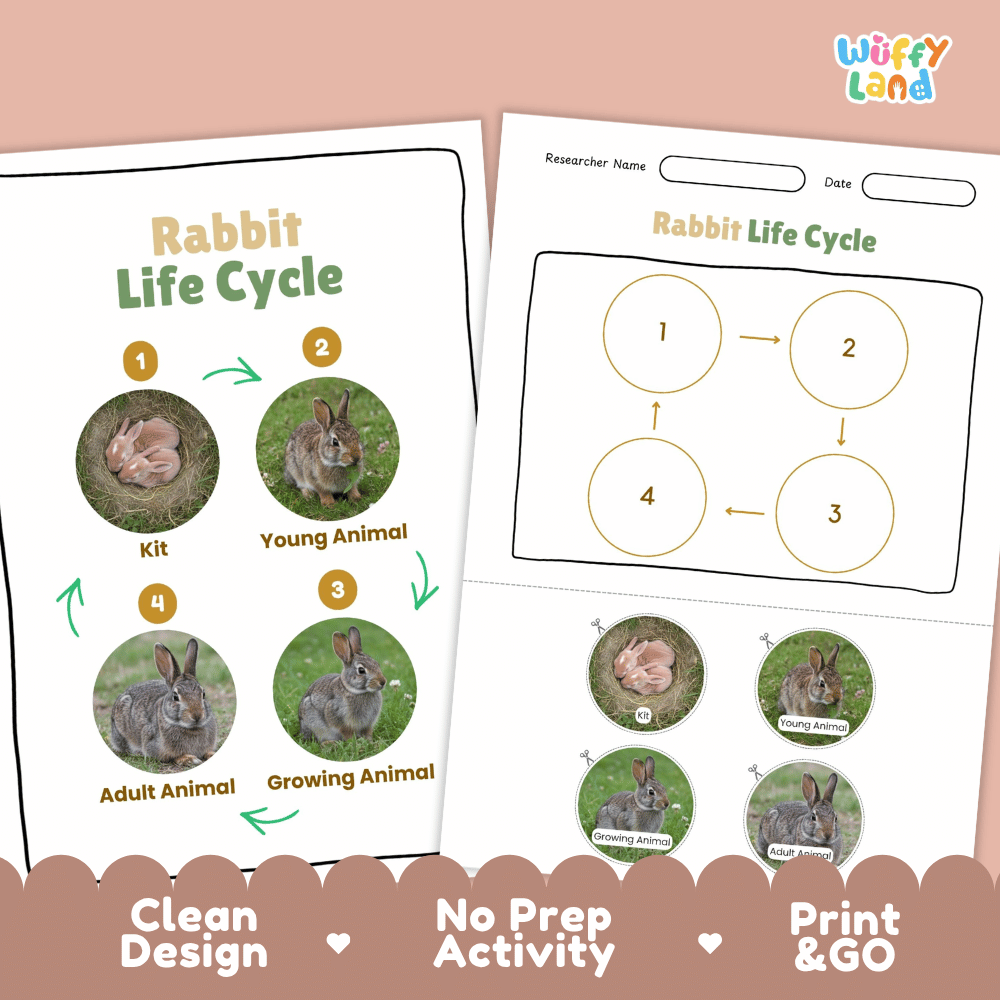 Rabbit Lifecycle Poster and Cut and Paste Activity Worksheets | Mammal Science Printables