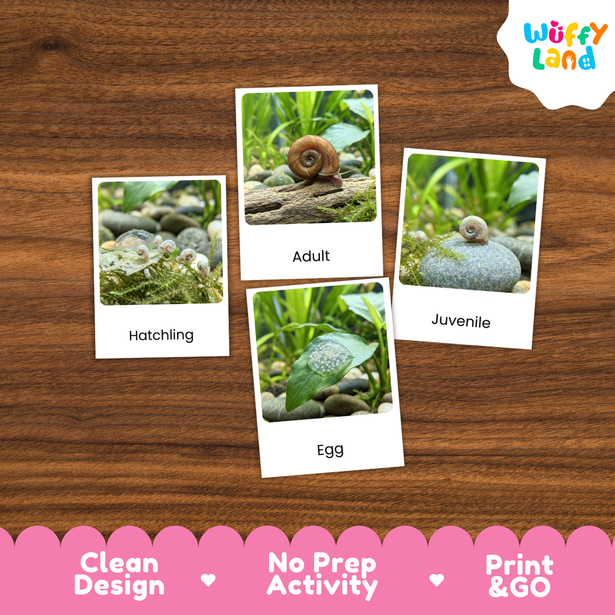Four educational snail activity cards labeled Hatchling, Adult, Egg, and Juvenile are arranged on a brown wood background. The cards show small snail photos with labels.