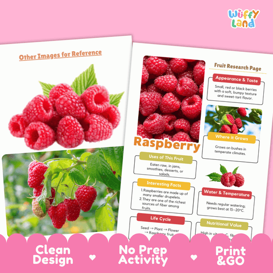 Raspberry Fruit Research Activity Worksheet Science Healthy Eating Summer