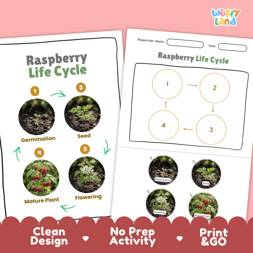 Raspberry Life Cycle Poster and Cut and Paste Worksheet Activity