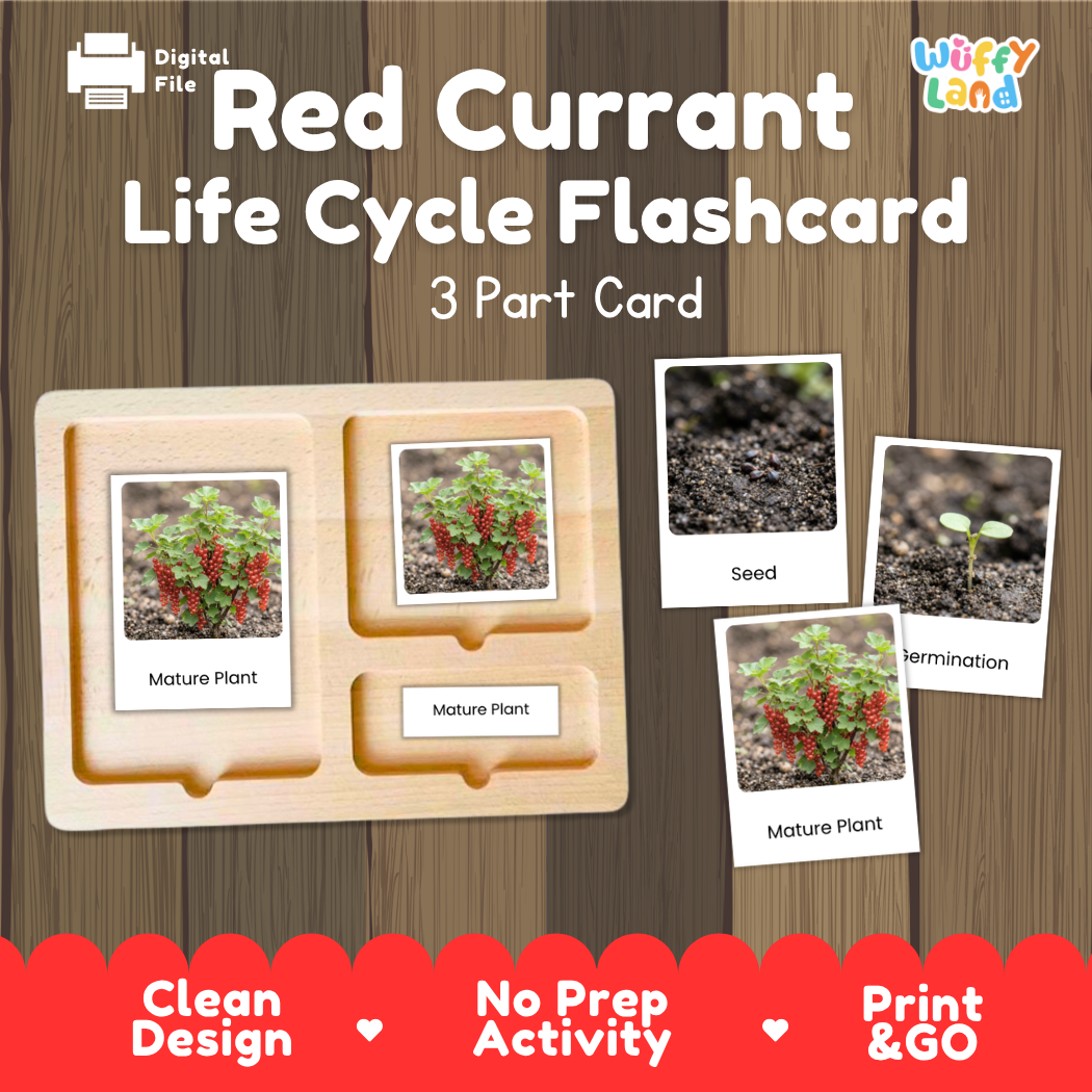 Montessori three-part cards featuring real photographs of red currant shrub growth stages including mature plant, young plant, and germination 🗂️🏷️