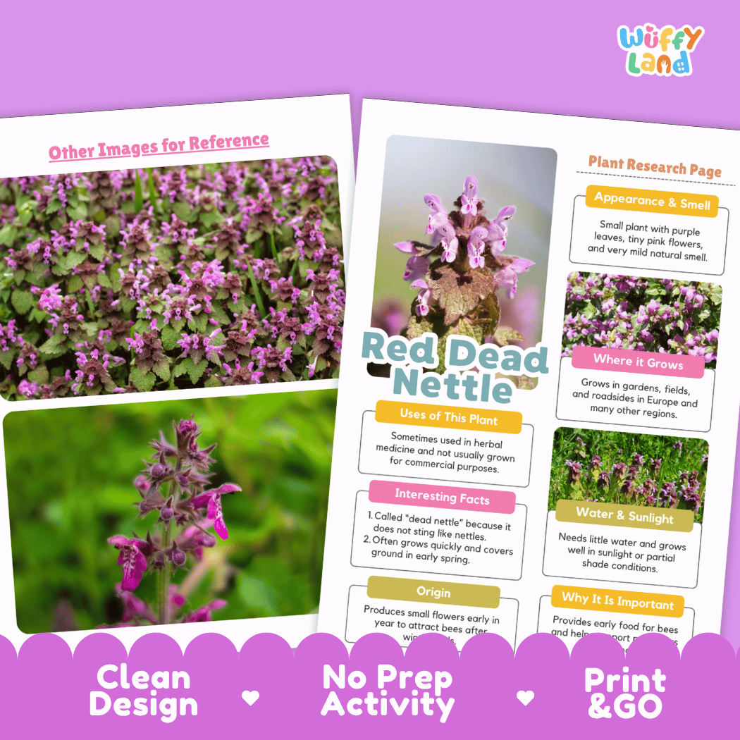Red Dead Nettle Plant Research Pages and Worksheets