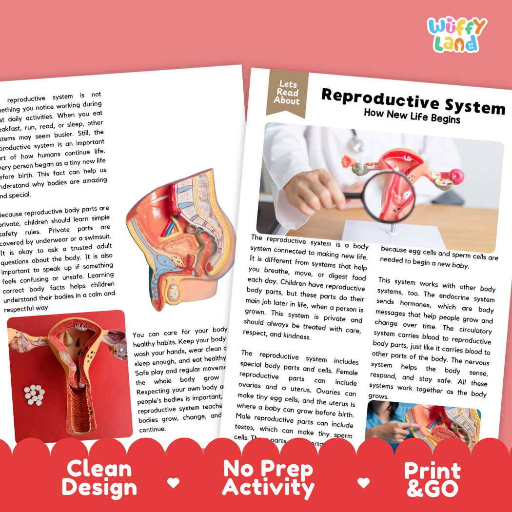 Teacher answer key page showing complete question solutions for Reproductive System human body reading comprehension practice
