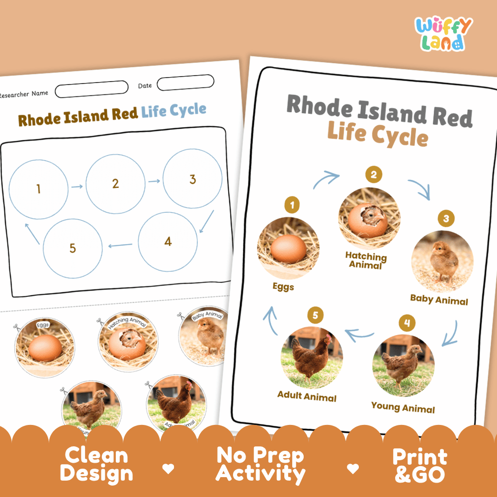 Rhode Island Red Life Cycle Poster and Cut and Paste Worksheet Activity