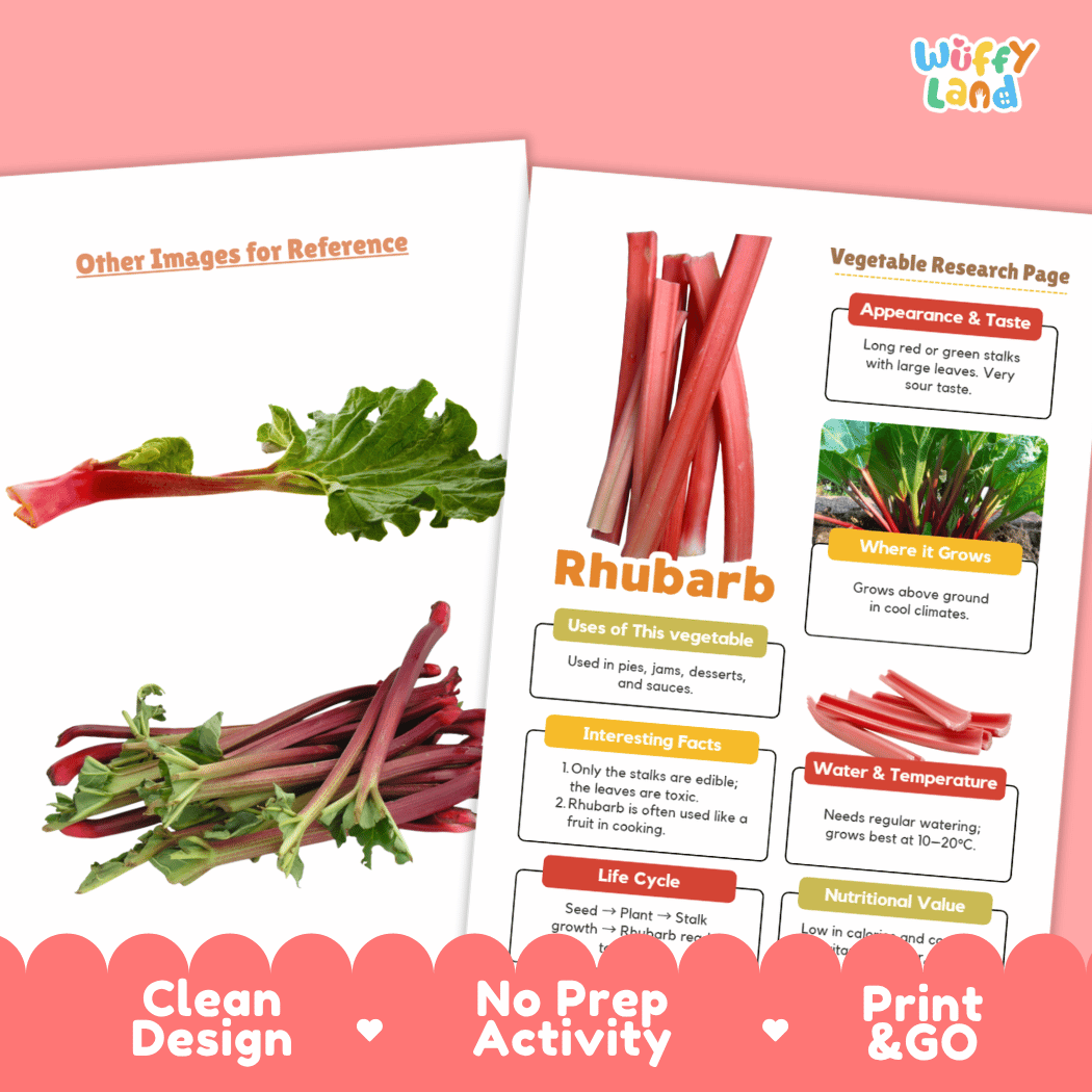 Rhubarb Vegetable Research Worksheets and Informational Fact Sheets