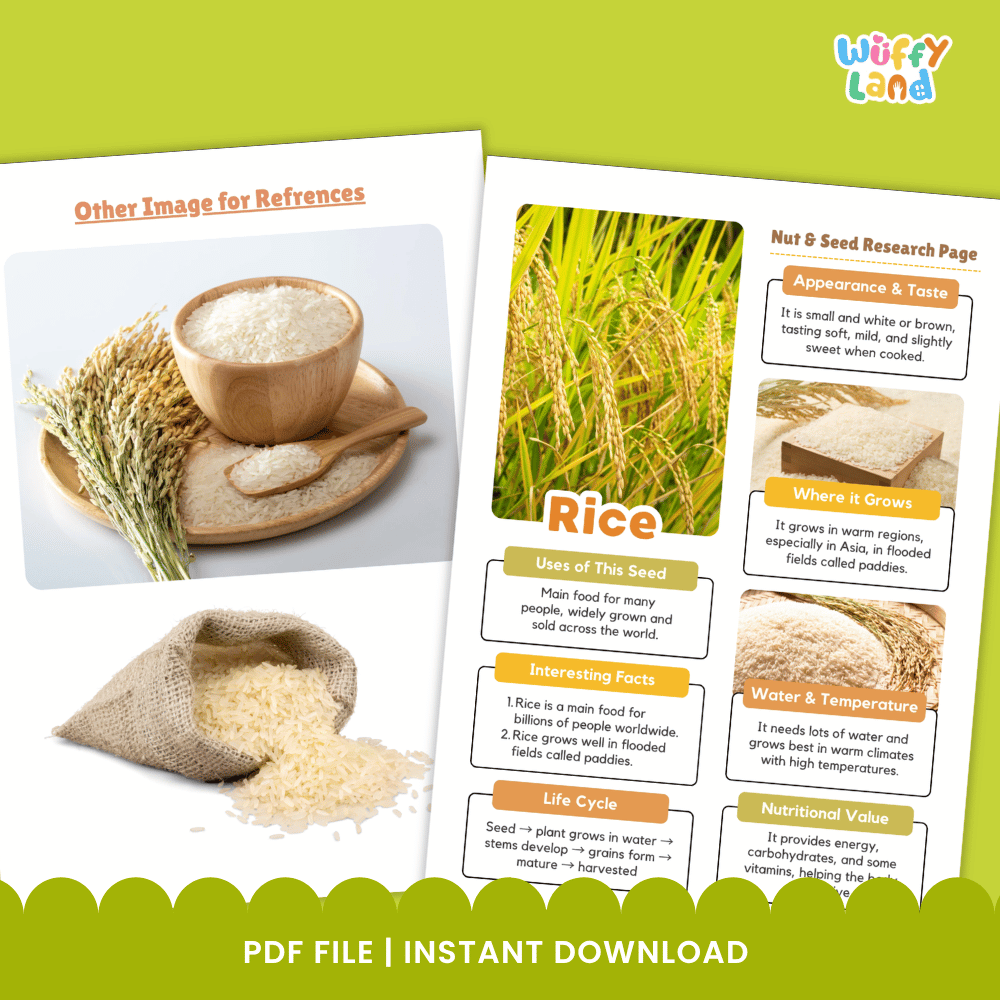 Rice Nut and Seed Research Page Worksheets and Fact Sheet