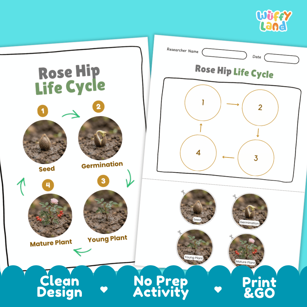 Print and go digital PDF plant science activity featuring clean design layout, researcher name line, and zero prep classroom format