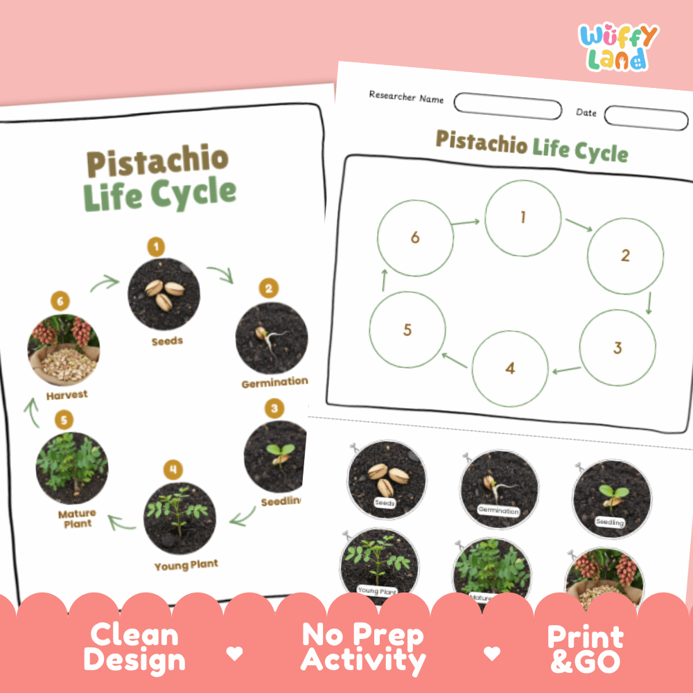 Pistachio Lifecycle Poster and Cut and Paste Activity Worksheets | Plant Science Printables