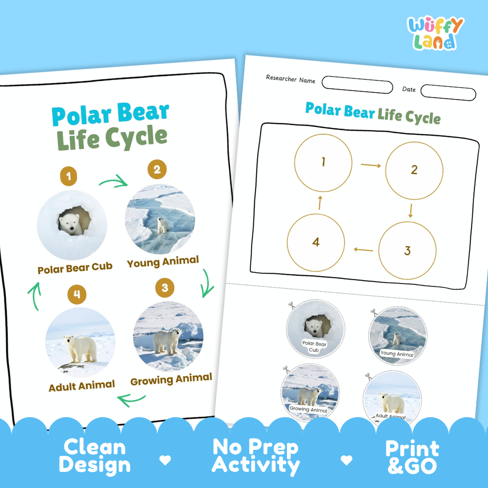 Polar Bear Life Cycle Poster and Cut and Paste Activity Worksheets
