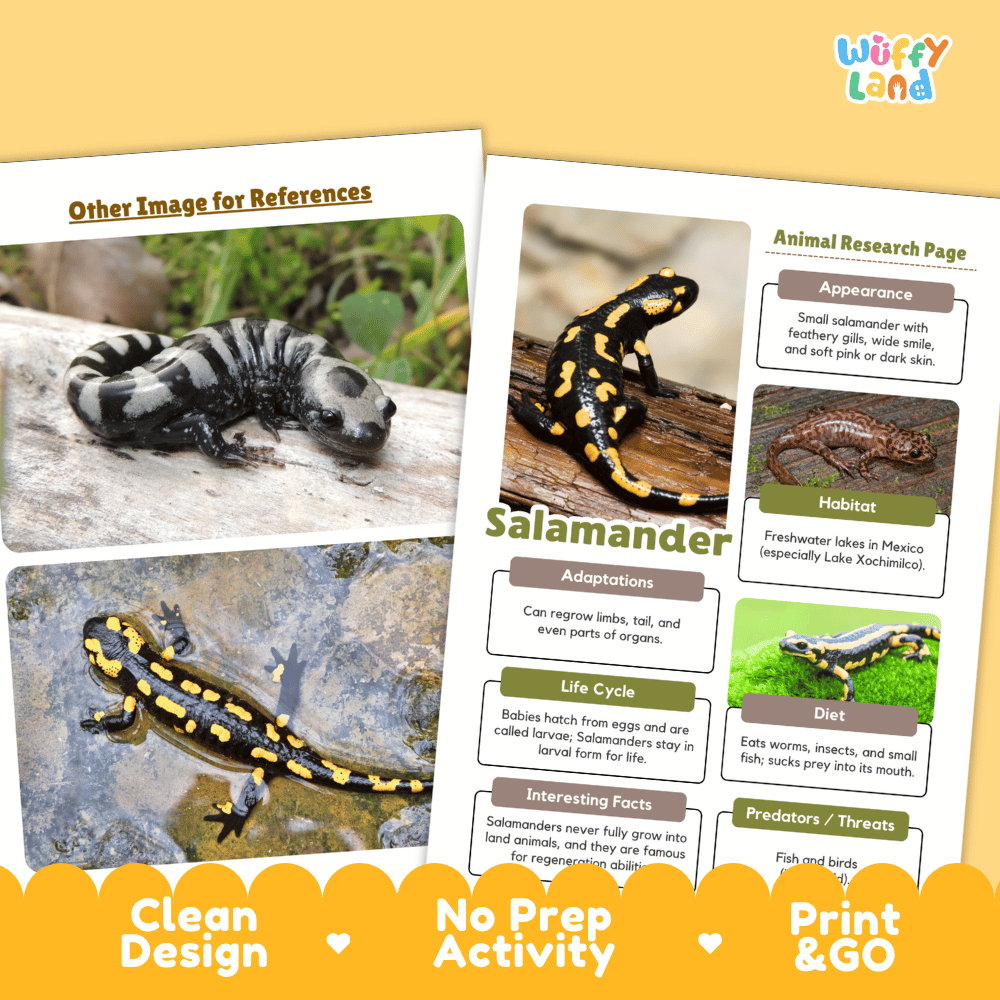 Salamander Animal Research Page Worksheets