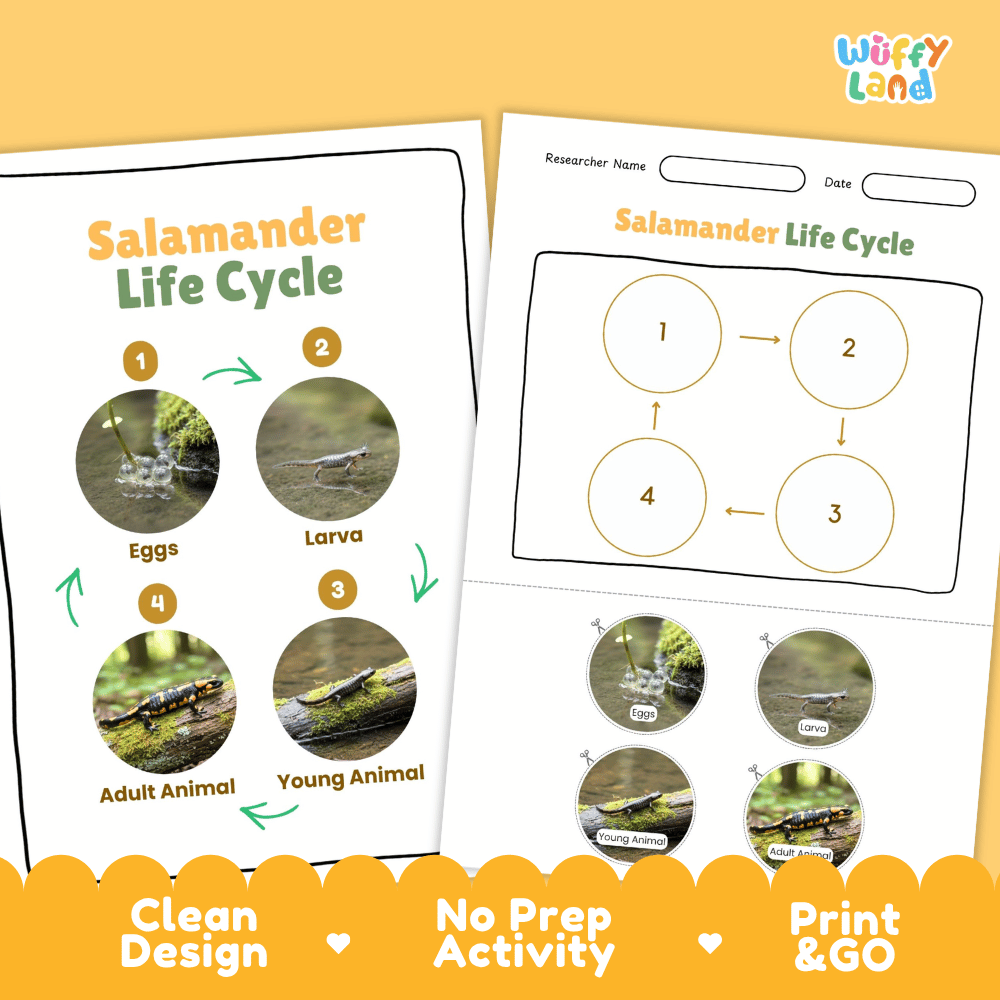 Salamander Lifecycle Poster and Cut and Paste Activity Worksheets | Amphibian Science Printables