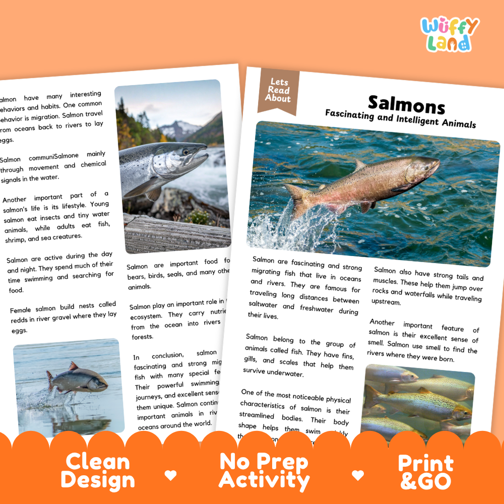 An educational activity sheet titled 'Salmons Fascinating and Intelligent Animals' from 'Wiffly Land', featuring text, two color photographs of salmon, and an orange banner at the bottom that reads 'Clean Design', 'No Prep Activity', and 'Print & Go'.