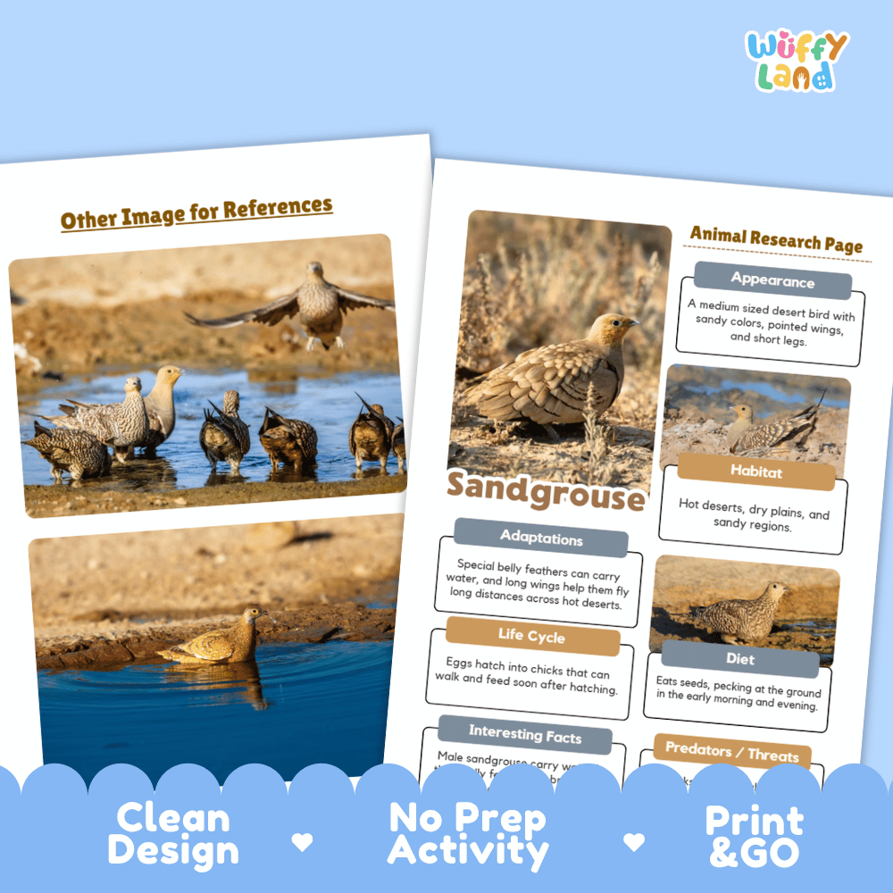 Sandgrouse Animal Research Worksheets and Informational Fact Sheets