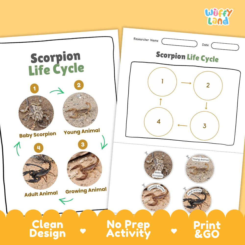 Scorpion Life Cycle Poster and Cut and Paste Activity Worksheets