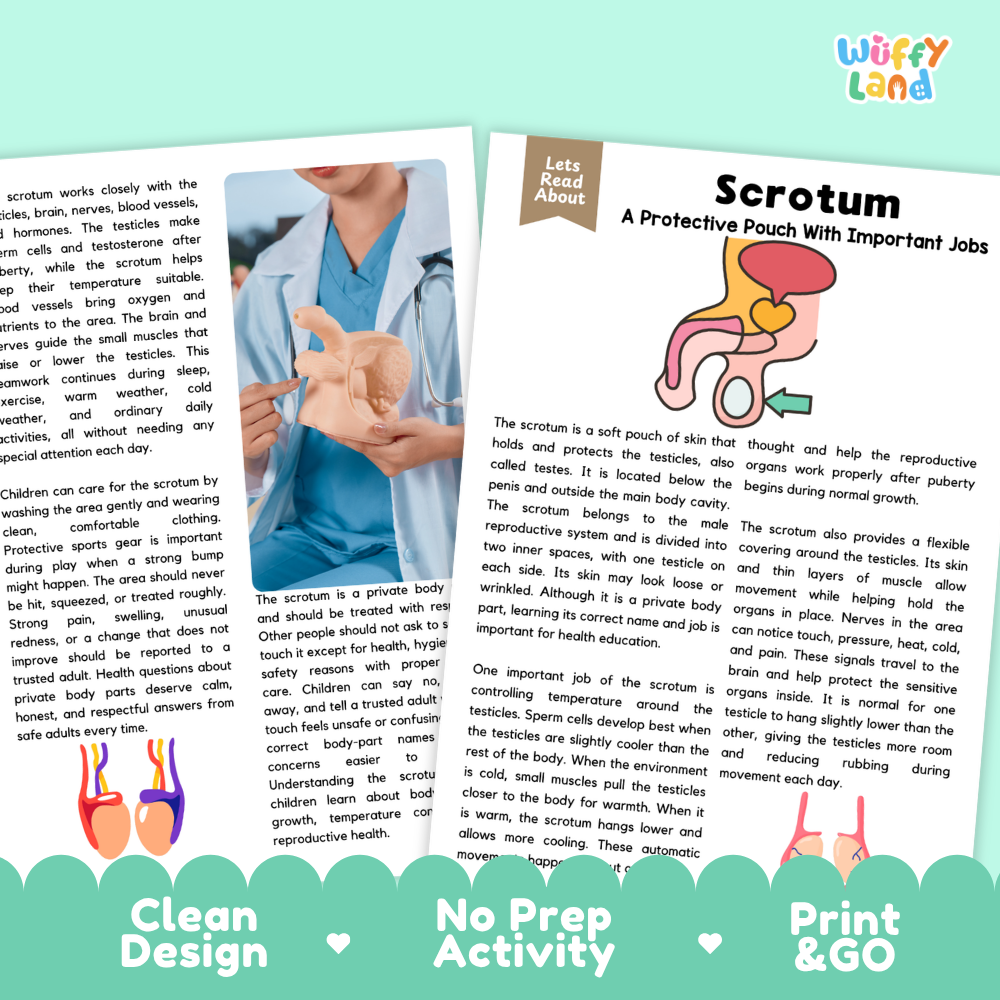 Teacher answer key page showing complete question solutions for Scrotum human body reading comprehension practice