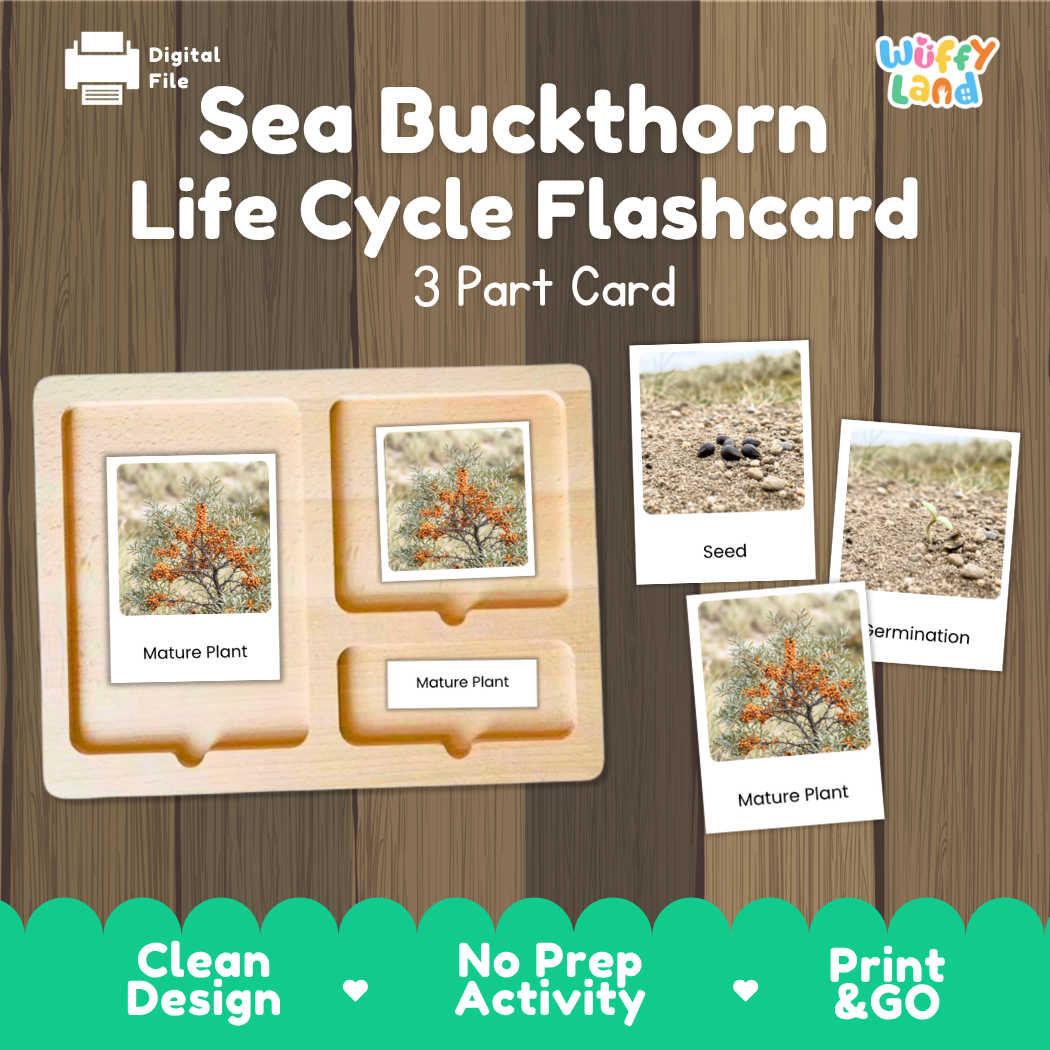 Montessori three-part cards featuring real photographs of sea buckthorn shrub growth stages including mature plant, young plant, and germination 🗂️🏷️