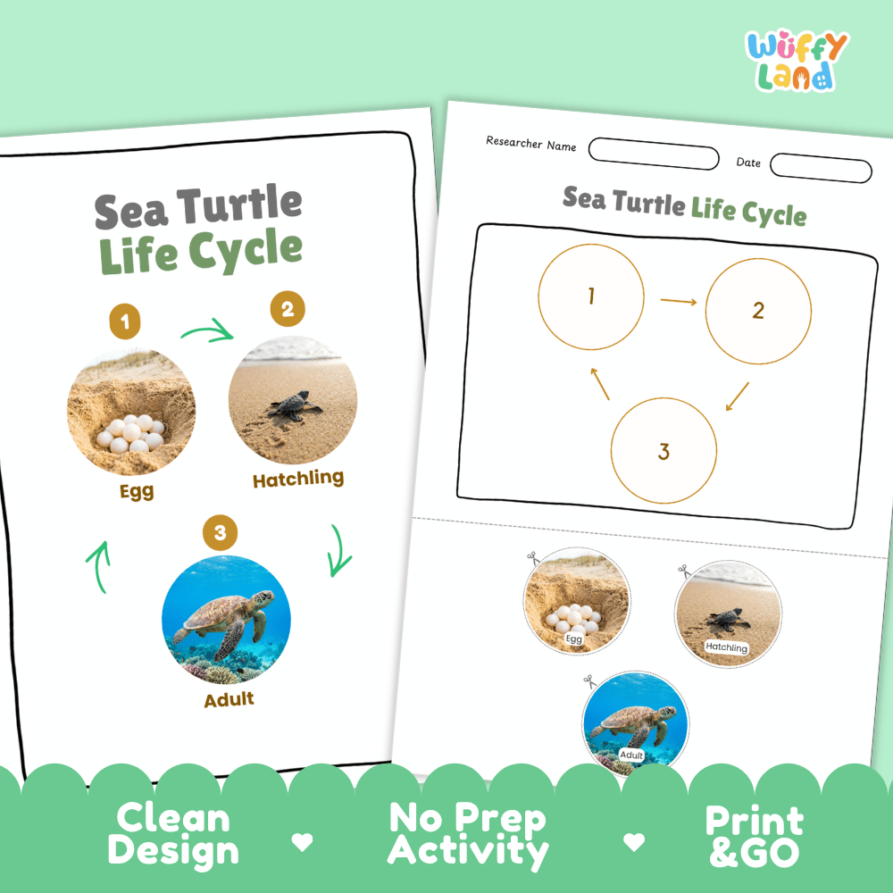 Sea Turtle Animal Life Cycle Poster and Cut and Paste Worksheet Activity